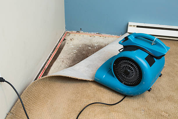 Best Professional water damage repair  in Camas, WA